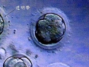 山东烟台最大的助孕公司有哪些？这5家口碑和诚信都比较好